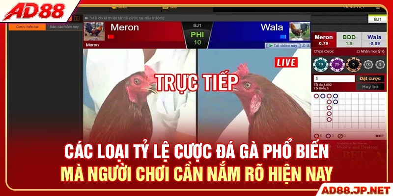 Các loại tỷ lệ cược đá gà phổ biến mà người chơi cần nắm rõ hiện nay