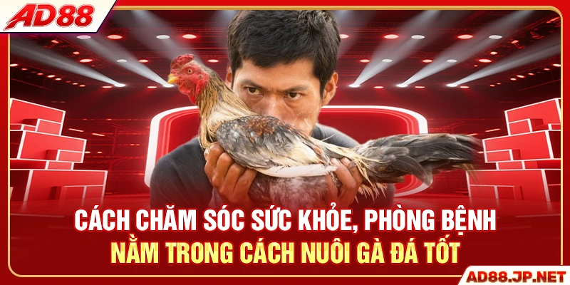 Cách chăm sóc sức khỏe, phòng bệnh nằm trong cách nuôi gà đá tốt