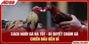 Cách Nuôi Gà Đá Tốt - 3 Tips Chăm Gà Chiến Đấu Bền Bỉ