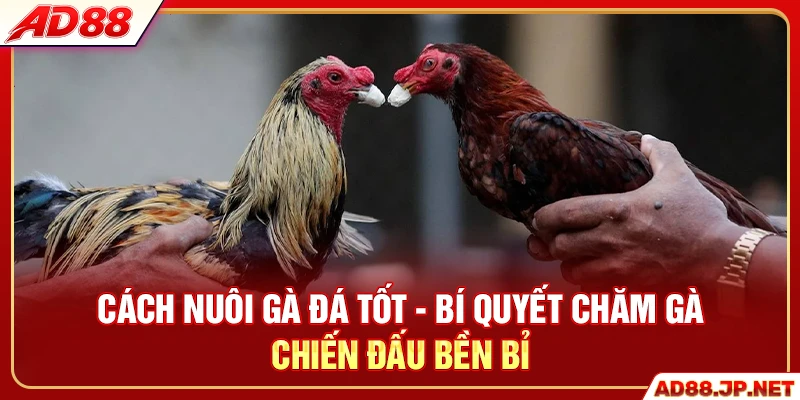 Cách Nuôi Gà Đá Tốt - 3 Tips Chăm Gà Chiến Đấu Bền Bỉ