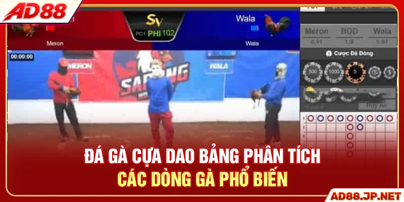 Đá gà cựa dao bảng phân tích các dòng gà phổ biến