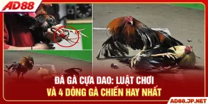 Đá Gà Cựa Dao - Luật Chơi Và 4 Dòng Gà Chiến Hay Nhất