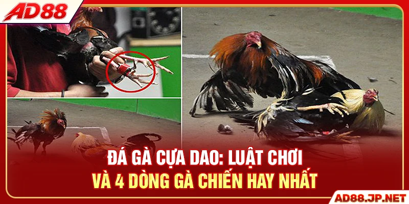 Đá Gà Cựa Dao - Luật Chơi Và 4 Dòng Gà Chiến Hay Nhất