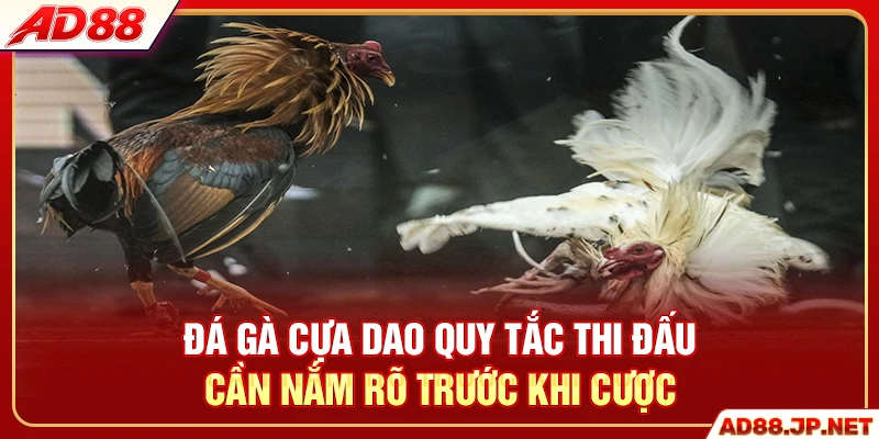 Đá gà cựa dao quy tắc thi đấu cần nắm rõ trước khi cược
