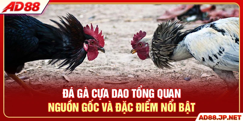 Đá gà cựa dao tổng quan nguồn gốc và đặc điểm nổi bật