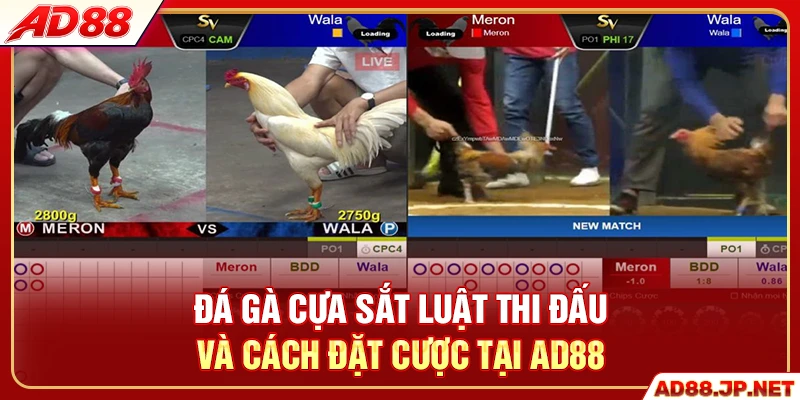 Đá gà cựa sắt luật thi đấu và cách đặt cược tại AD88