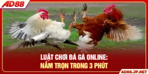 Luật Chơi Đá Gà Online - Nắm Trọn Trong 3 Phút