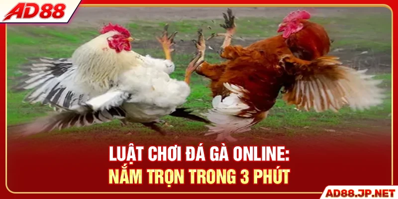 Luật Chơi Đá Gà Online - Nắm Trọn Trong 3 Phút