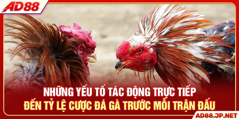 Những yếu tố tác động trực tiếp đến tỷ lệ cược đá gà trước mỗi trận đấu