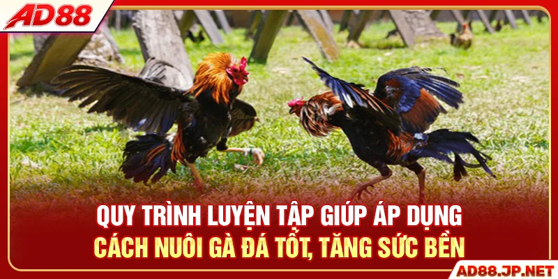 Quy trình luyện tập giúp áp dụng cách nuôi gà đá tốt, tăng sức bền