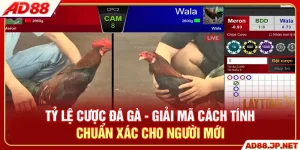 Tỷ Lệ Cược Đá Gà - Cách Tính Chuẩn Xác Cho Hội Viên AD88