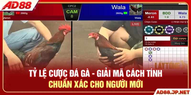 Tỷ Lệ Cược Đá Gà - Cách Tính Chuẩn Xác Cho Hội Viên AD88