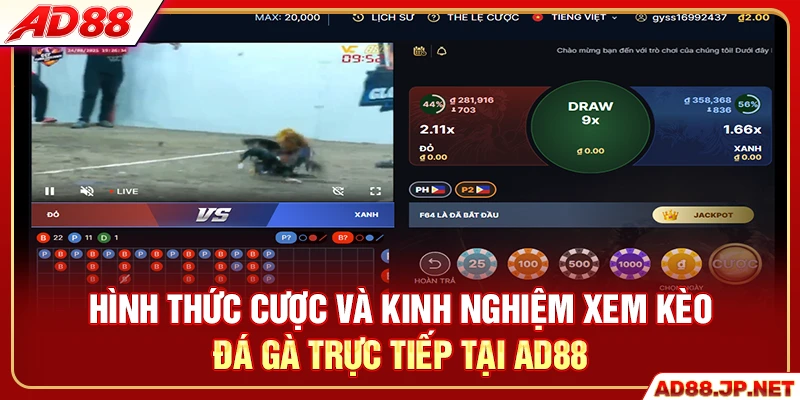 Hình thức cược và kinh nghiệm xem kèo đá gà AD88 trực tiếp