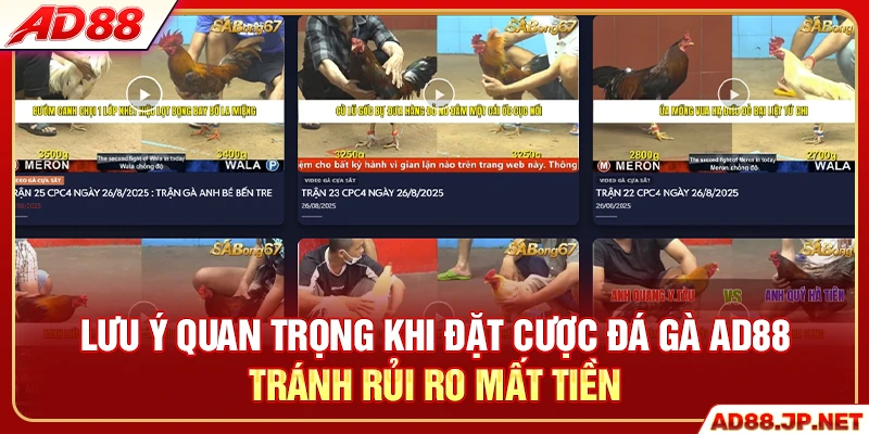 Lưu ý quan trọng khi đặt cược đá gà AD88 tránh rủi ro mất tiền