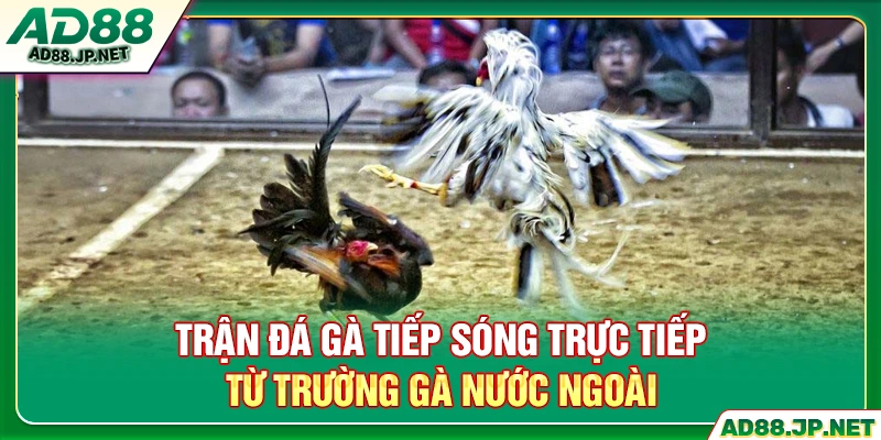 Trận đá gà tiếp sóng trực tiếp từ trường gà nước ngoài
